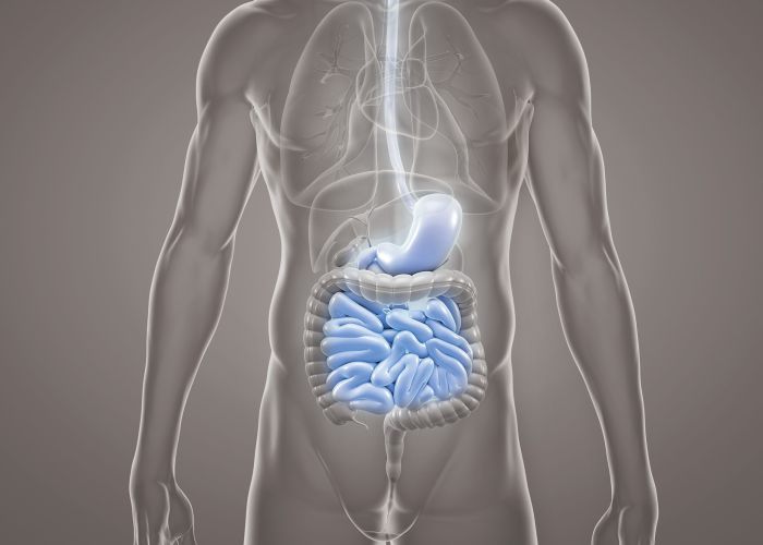 Anatomische 3D-Darstellung von Magen und Dünndarm im menschlichen Oberkörper, Gastroenterologie und Verdauungssystem