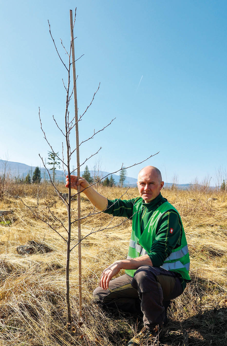 Person im Freien misst frisch gepflanzten jungen Baum mit Messlatte