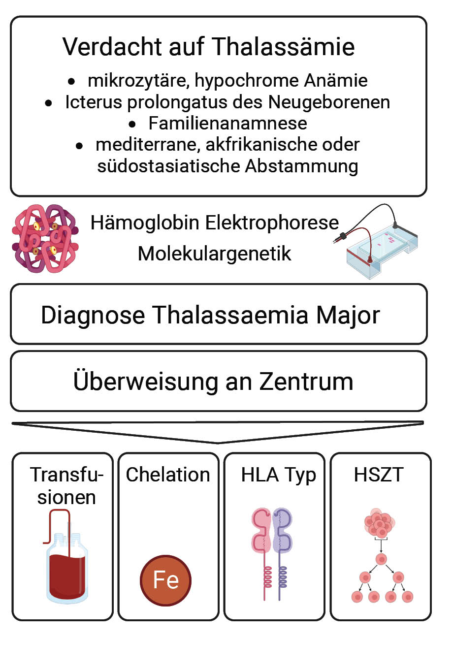 Diagramm zum diagnostischen und therapeutischen Vorgehen bei Verdacht auf Thalassämie