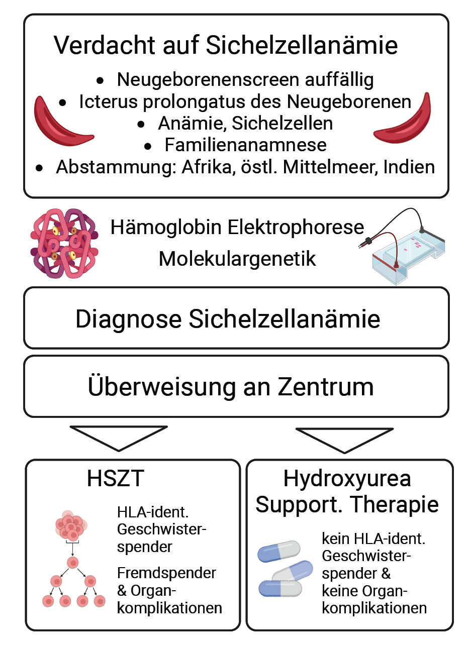 Diagramm zum diagnostischen und therapeutischen Vorgehen bei Verdacht auf Sichelzellenanämie