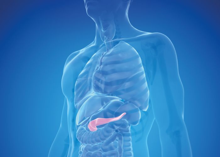 Anatomische Darstellung des Oberkörpers mit hervorgehobener Bauchspeicheldrüse, Symbolbild für Pankreaserkrankungen