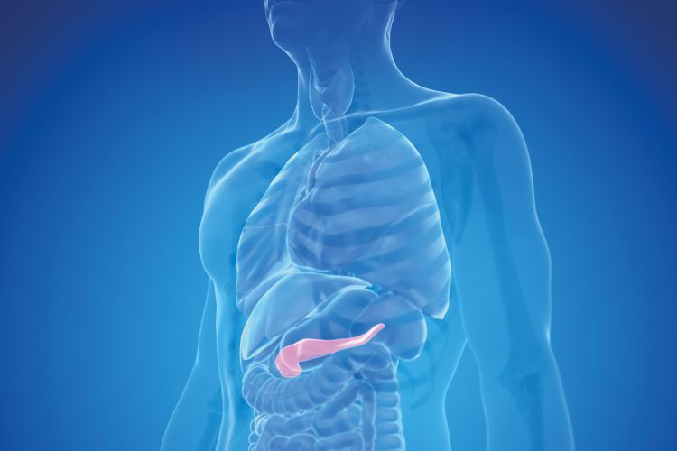 Medizinische Grafik des menschlichen Oberkörpers mit hervorgehobener Bauchspeicheldrüse im Verdauungssystem.