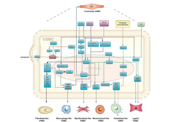 Grafik molekularer Signalwege bei Mediasklerose: Umwandlung glatter Muskelzellen in fibroblastische und osteoblastische VSMC.