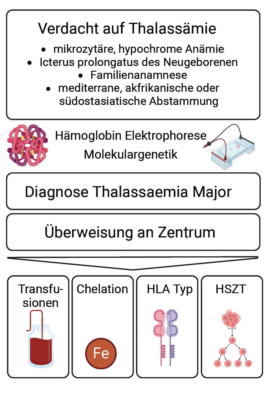 Diagramm zum diagnostischen und therapeutischen Vorgehen bei Verdacht auf Thalassämie