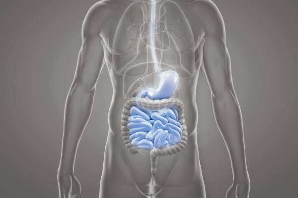Schematische Darstellung des menschlichen Rumpfs mit hervorgehobenen Verdauungsorganen wie Magen, Dünndarm und Dickdarm.