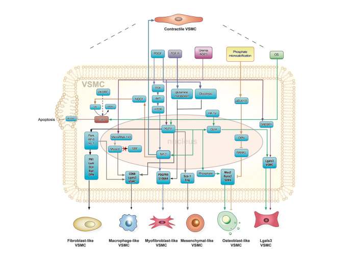 Grafik molekularer Signalwege bei Mediasklerose: Umwandlung glatter Muskelzellen in fibroblastische und osteoblastische VSMC.