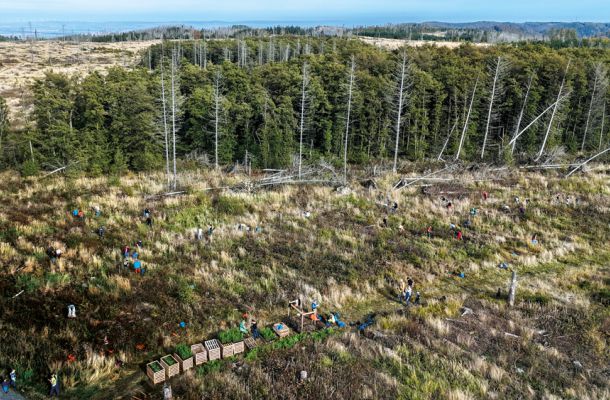 Luftaufnahme der gemeinsamen Baumpflanzaktion von Angehörigen der Heilberufe im Harzwald zur Förderung von Gesundheit und Natur.