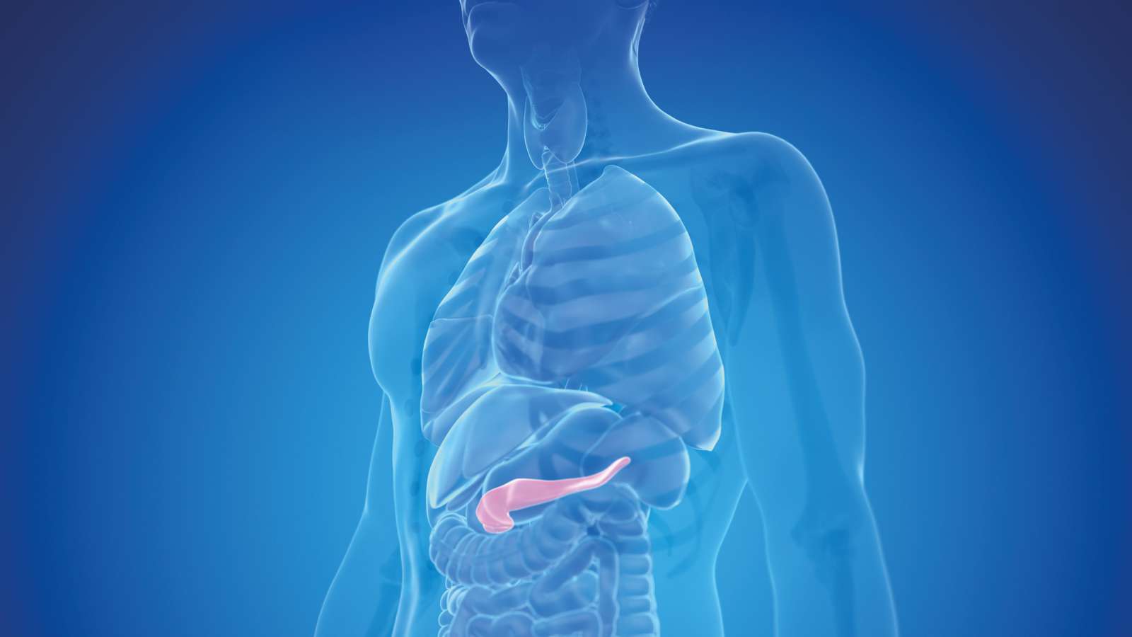 Medizinische Grafik des menschlichen Oberkörpers mit hervorgehobener Bauchspeicheldrüse im Verdauungssystem.