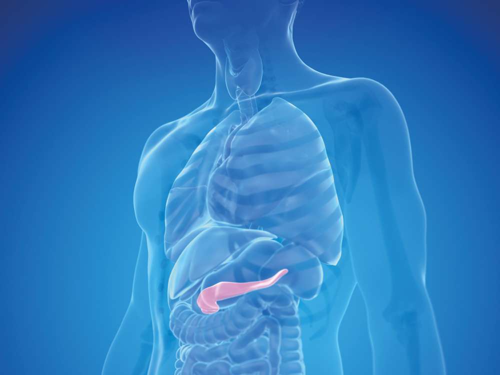 Medizinische Grafik des menschlichen Oberkörpers mit hervorgehobener Bauchspeicheldrüse im Verdauungssystem.