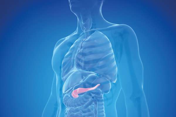 Transparente Darstellung des menschlichen Oberkörpers mit Fokus auf die hervorgehobene Bauchspeicheldrüse im Bauchraum.