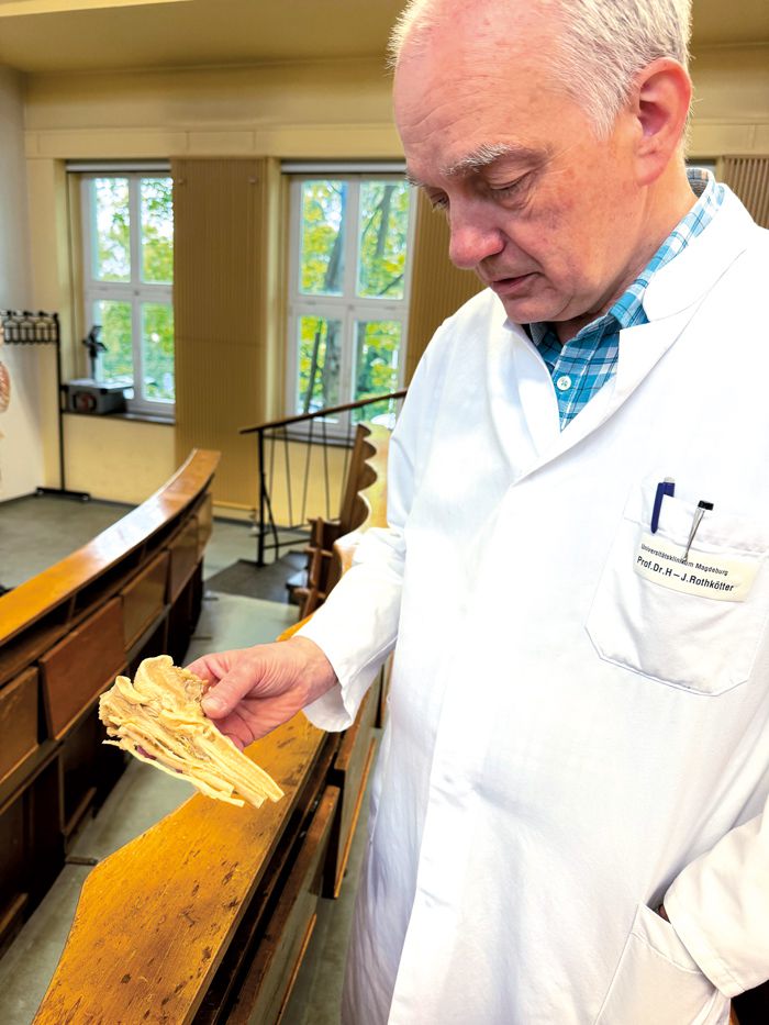 Medizinprofessor im Hörsaal hält ein Kehlkopfplastinat zur Veranschaulichung für Studierende in der Ausbildung.