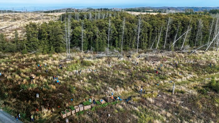 Luftaufnahme der gemeinsamen Baumpflanzaktion von Angehörigen der Heilberufe im Harzwald zur Förderung von Gesundheit und Natur.