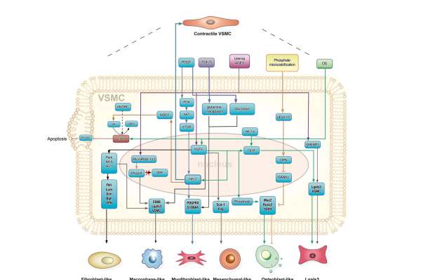 Diagramm zu Signalwegen und Zellveränderungen von glatten Gefäßmuskelzellen, mit Faktoren und differenzierten VSMC-Subtypen.